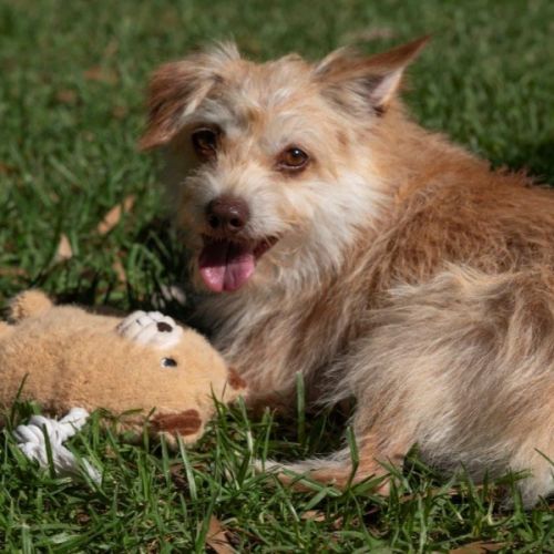 Buster Bulleau - Australian Terrier Dog