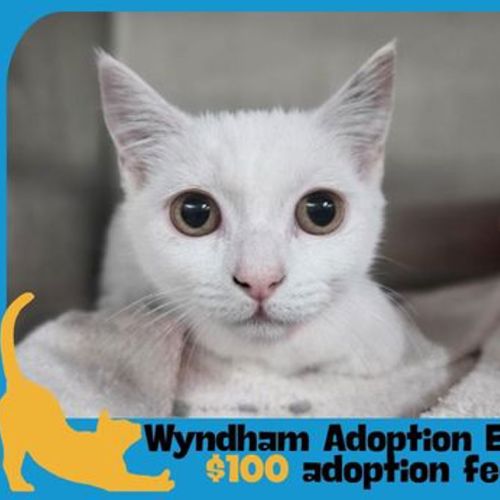 Milk - Domestic Short Hair Cat