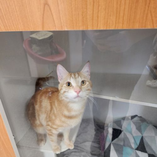 Copper - Domestic Short Hair (DSH) Cat