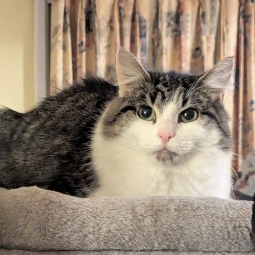 Hecate - Domestic Medium Hair (DMH) Cat