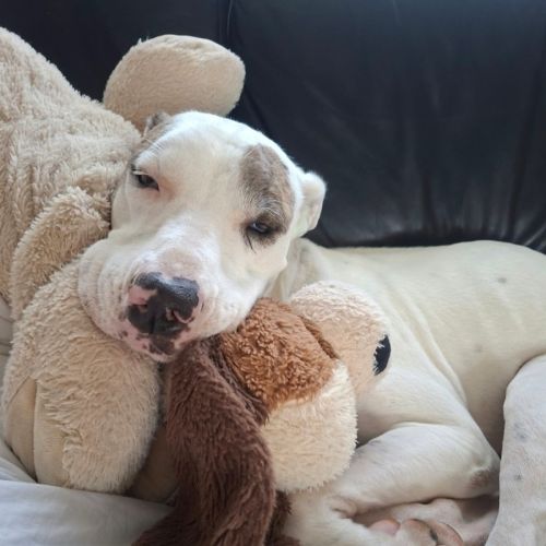 Ringers Western - Bull Terrier Dog