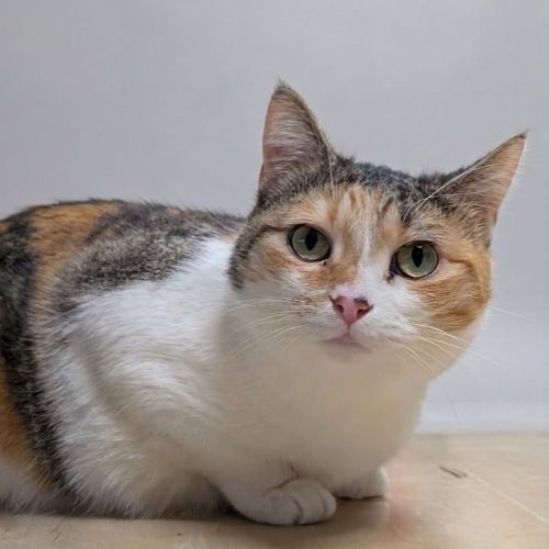Daisy - Domestic Short Hair (DSH) Cat