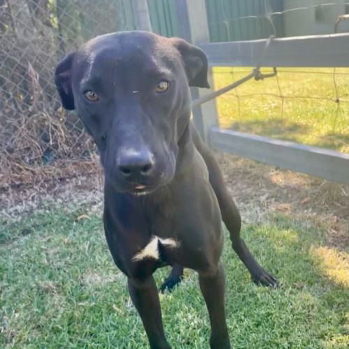 Scooter - Australian Kelpie x Staffordshire Bull Terrier Dog