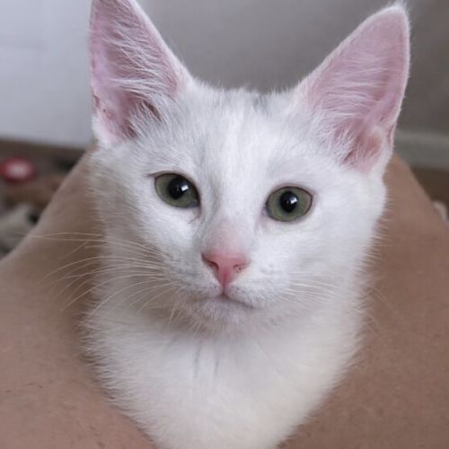 Marshmallow - Domestic Short Hair (DSH) Cat