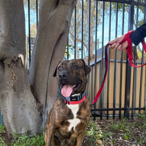 Zeus - American Staffordshire Terrier Dog