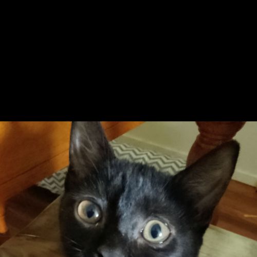 Peaches - Domestic Short Hair (DSH) Cat
