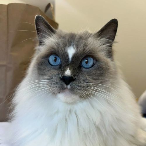 Merrkitty - Ragdoll Cat