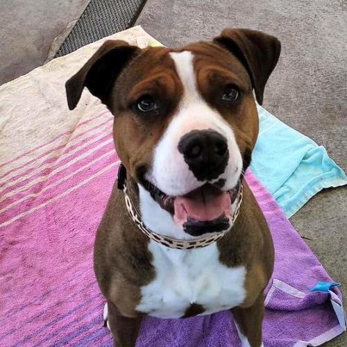Maz - Staffordshire Bull Terrier Dog