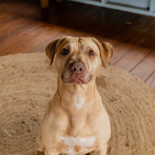 Chops - Staffordshire Bull Terrier Dog