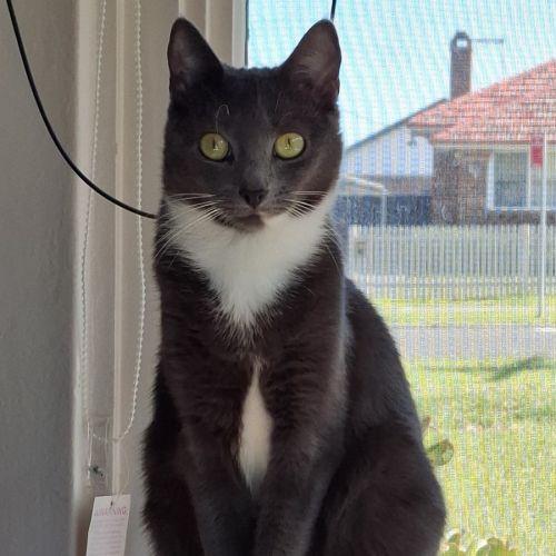 Harmonica - Domestic Short Hair (DSH) Cat