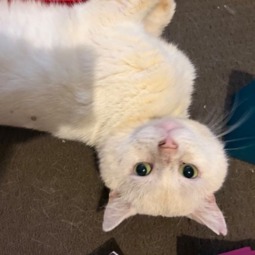 Milton - Domestic Short Hair (DSH) Cat