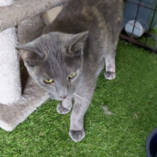 Flopsy  - Domestic Short Hair (DSH) Cat