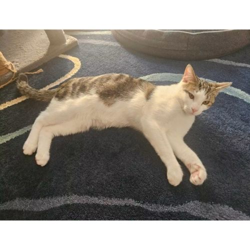 13587 - Remi - Domestic Short Hair (DSH) Cat