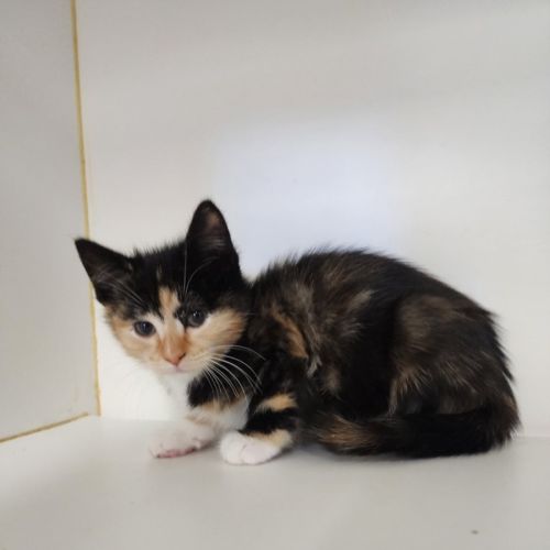 Rosie - Domestic Short Hair (DSH) Cat