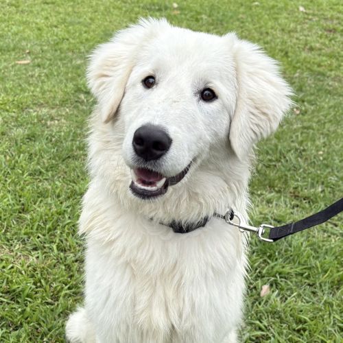 Caspian - Maremma Sheepdog
