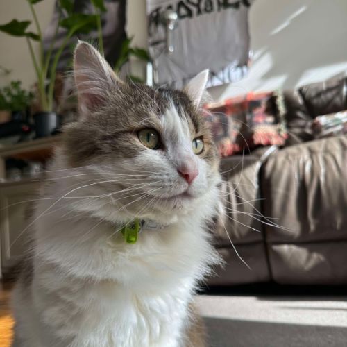 Reginald  - Domestic Short Hair (DSH) Cat