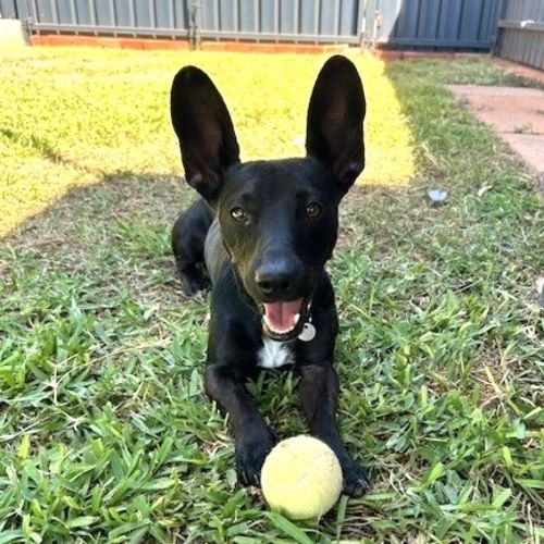 Binx - Mixed breed Dog