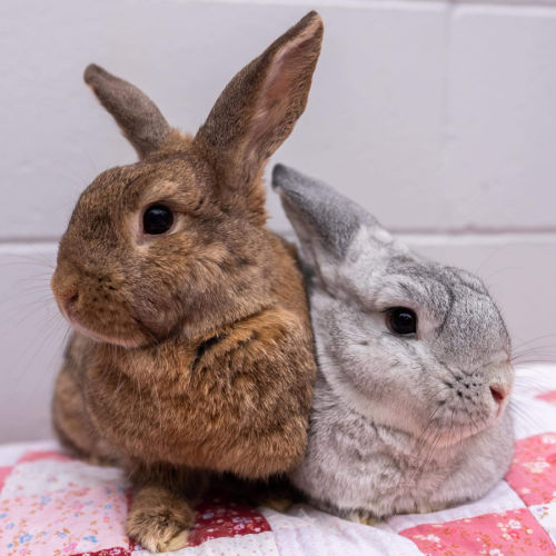 Mitzi (w Jazz) -  Rabbit