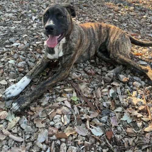 Peter - Bull Arab x Bullmastiff Dog