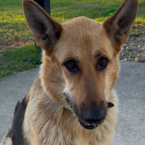Jessie - German Shepherd Dog