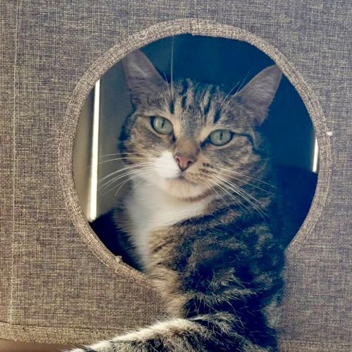 Woody - Domestic Short Hair (DSH) Cat