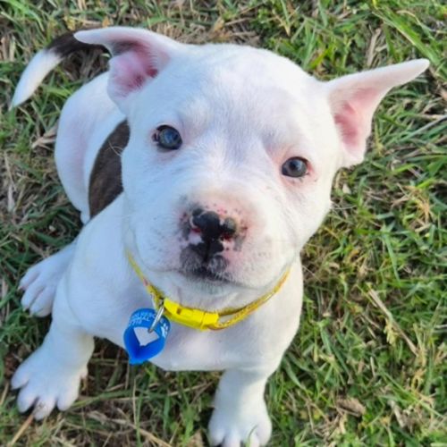 Snow - American Bulldog x American Staffordshire Terrier Dog