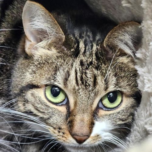 🧶 Maggie 7215 🧶 - Domestic Short Hair (DSH) Cat