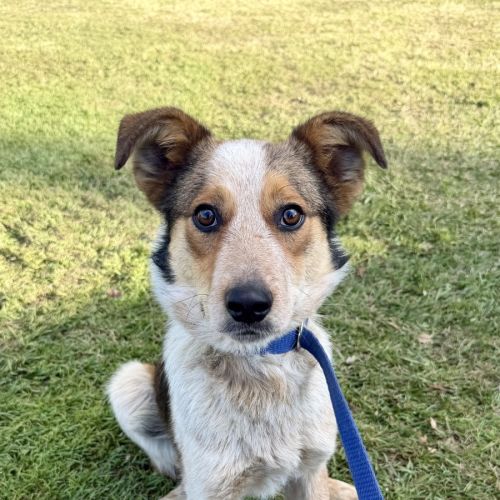Eddie - Border Collie x Australian Cattle Dog