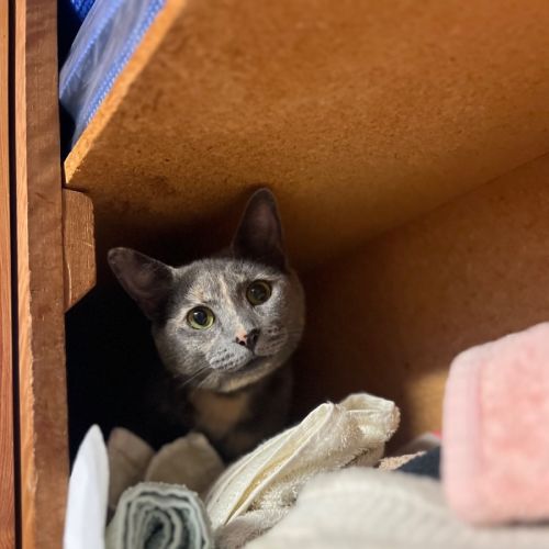 Cleopatra - Domestic Short Hair (DSH) Cat