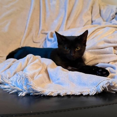 Sprout - In foster care in Bentleigh East - Domestic Short Hair (DSH) Cat