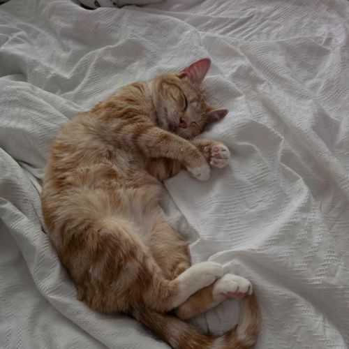 Shadow - Domestic Short Hair (DSH) Cat