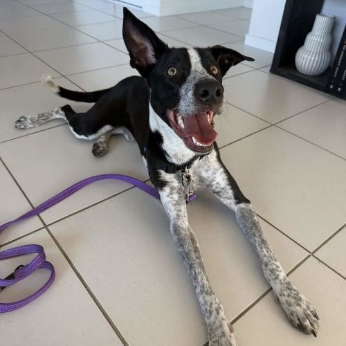 Cosmo - Border Collie Dog