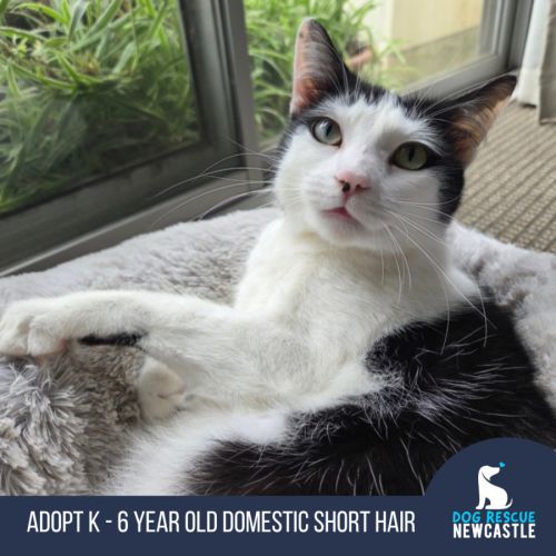 K - 6 Year Old Domestic Short Hair - Domestic Short Hair (DSH) Cat