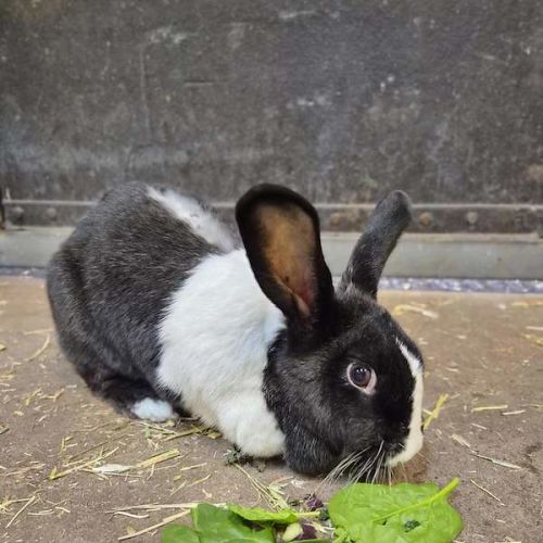 Gwendoline - English Lop Rabbit