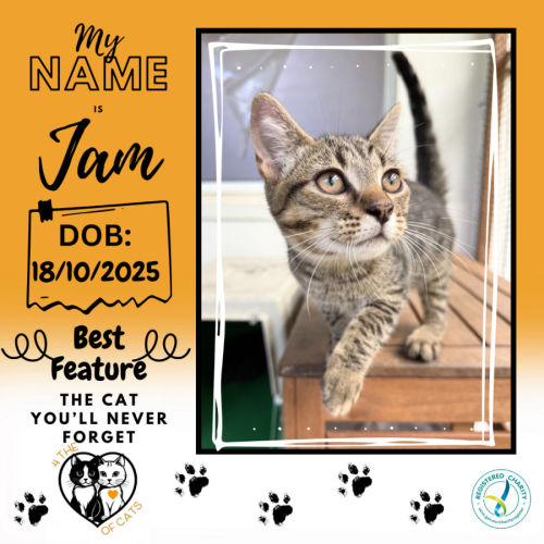Jam - Domestic Short Hair (DSH) Cat