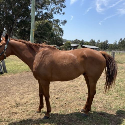 Kanu - Thoroughbred Horse