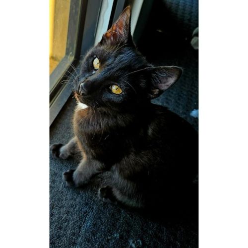 13311 - Moxxii - Domestic Short Hair (DSH) Cat