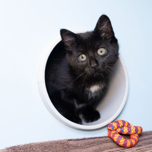 Tipsy - Domestic Short Hair Cat