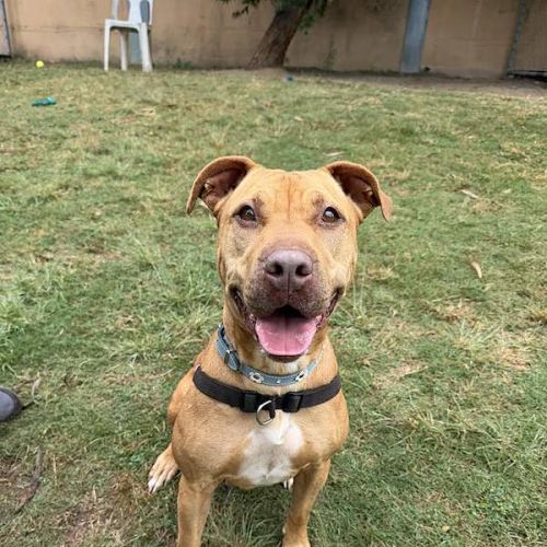 Rizzo - Rhodesian Ridgeback Dog