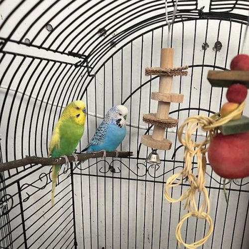 Fern - Budgerigar Bird