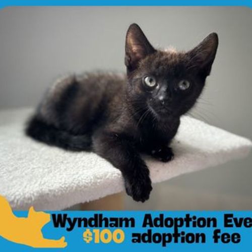 Steve - Domestic Short Hair Cat