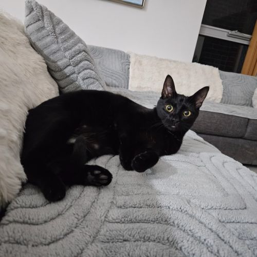 Bailey - Domestic Short Hair (DSH) Cat