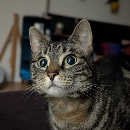 Martina - Domestic Short Hair (DSH) Cat