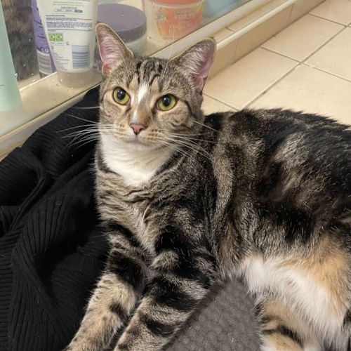 Wendy - Domestic Short Hair (DSH) Cat