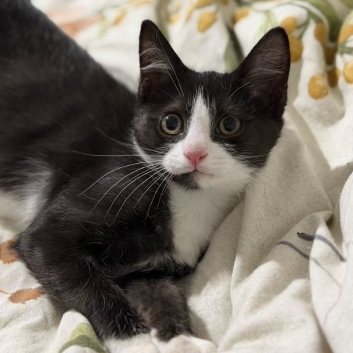 Tod - Domestic Short Hair (DSH) Cat