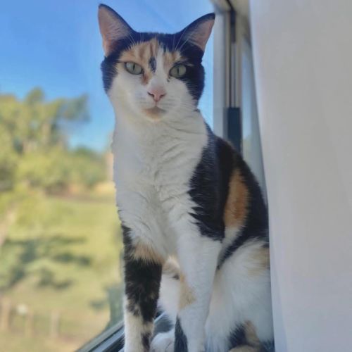 4962 - Minnie - Domestic Short Hair (DSH) Cat