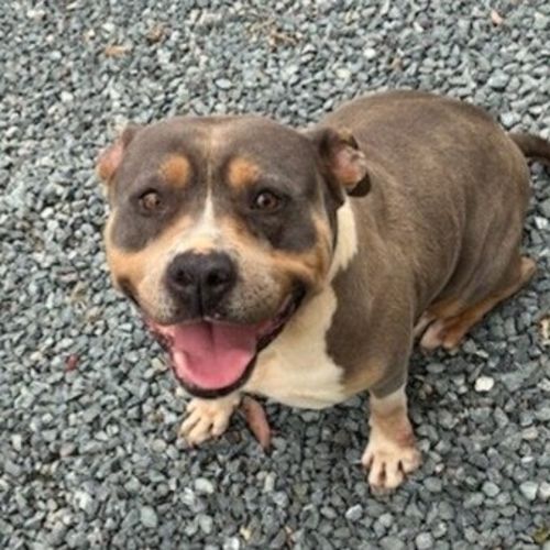 Medusa - American Staffordshire Terrier Dog