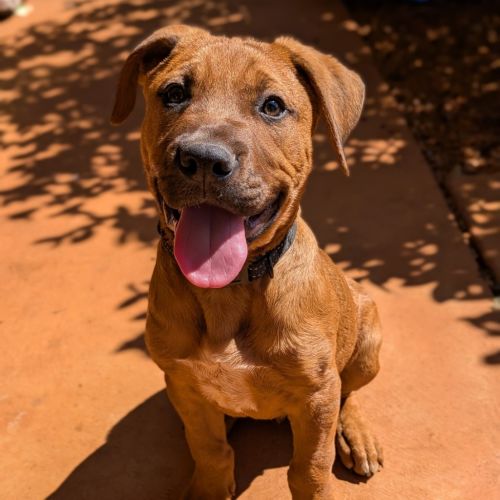 Ranger - Mixed breed Dog