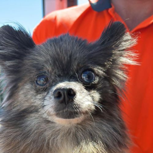 Hallie - Pomeranian Dog