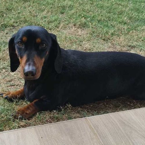 Donald (donny) - Dachshund (Miniature Smooth Haired) Dog